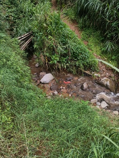 This image depicts a natural outdoor scene in Bình Hải, Vietnam, characterized by a narrow stream flowing through dense, verdant vegetation. The stream, approximately 1 to 2 meters wide, contains brownish water flowing from the upper left towards the lower right, interspersed with numerous rocks and pebbles. A small, red, irregular object, possibly plastic debris, is partially submerged in the water near the center. On the left bank, a crude, arched structure made of corrugated material, possibly sheet metal, extends over or into the stream, partially obscured by overgrown plants. Both banks are heavily vegetated with various types of green foliage, including tall grasses and broad-leafed plants. A narrow, unpaved dirt path is visible on the right bank, winding its way uphill through the dense greenery. No individuals or animals are present.