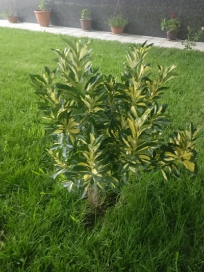This media file depicts a variegated plant with green and yellow leaves, centered within a well-maintained green lawn. The plant is the primary subject, with its vibrant foliage contrasting against the lush grass. In the background, a dark, textured wall or fence is visible, with several potted plants situated in front of it. These potted plants vary in size and color, with one holding a dark red flower. The scene suggests an outdoor setting, likely a garden or yard, possibly in a residential area. The lighting appears to be dim, possibly indicating dusk or an overcast day, as there are no strong shadows. The overall impression is one of a tranquil, cultivated outdoor space. There is no visible text in the image. The location context of Unkurgan, Uzbekistan, suggests a region with a climate that supports this type of greenery and plant life.