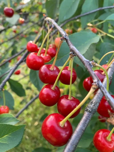 A close-up shot captures a cluster of ripe red cherries hanging from a tree branch, with blurred green leaves and other cherry branches forming the background. The cherries are plump and glistening, with their stems still attached. Some are in sharp focus, showcasing their vibrant color and smooth texture, while others are softer in the background, creating a sense of depth. The lighting suggests it might be a sunny day, with light reflecting off the cherries. The scene evokes a feeling of natural abundance and the ripeness of fruit. The location is identified as Ivanava, Belarus. There is no visible text in the image.