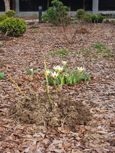 The image shows a garden bed in Berezhka Snt (Krasnogorsk district), Russia. The ground is covered in wood chip mulch. There are several small evergreen shrubs, some bare branches of a plant, and a cluster of yellow and white tulips with green leaves. The garden bed borders a building with dark windows and a light-colored wall.