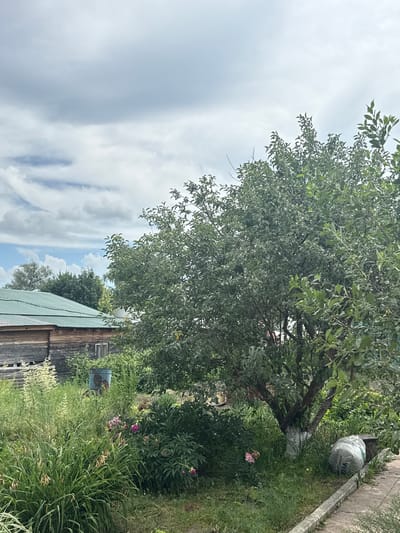 The image depicts a rural scene in Priobskiy, Russia, featuring a rustic wooden building with a green corrugated metal roof. In the foreground, a lush garden area is visible with various plants, including tall green grass, flowering bushes with pink and magenta blooms, and a leafy tree with white-painted lower trunk. A blue metal barrel stands among the foliage, and a large white plastic bag, possibly containing garden waste, lies near the base of the tree. A paved pathway runs along the right edge of the image. The sky above is partially cloudy with hints of blue peeking through. The overall impression is of a well-established, somewhat overgrown garden adjacent to a utilitarian building.