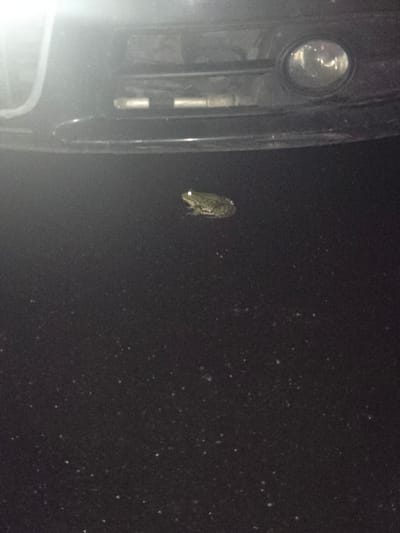 The image captures a nighttime outdoor scene in Kraishte, Bulgaria. A portion of a dark vehicle, possibly a car, is visible on the left, with a circular light or reflector casting a bright glare. In the upper-middle of the frame, an insect, likely a moth, is distinctly visible, drawn towards the light source, with a bright pinpoint reflection from its eye. The background is very dark, but illuminated by the vehicle's light, revealing countless small, bright specks scattered throughout. These specks likely represent dust, pollen, or fine precipitation like snow or rain suspended in the air. The scene suggests an insect attracted to artificial light in a dark environment. No people or visible text are present. The atmosphere is quiet and still, emphasizing the interaction between the insect and the light.