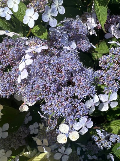 This is a close-up, overhead shot of a cluster of lacecap hydrangeas in Ossenzijl, Netherlands. The flowers are a mix of pale blue and white, with clusters of small, fertile florets surrounded by larger, sterile sepals. The sepals are delicate and slightly translucent, with a veined texture. Some of the flowers are in full bloom, while others are still developing buds. The foliage is a deep green, and the overall impression is one of lushness and abundance. The lighting suggests it is daytime, with dappled sunlight illuminating some of the flowers and casting shadows on others. There are no people or animals visible in the image.