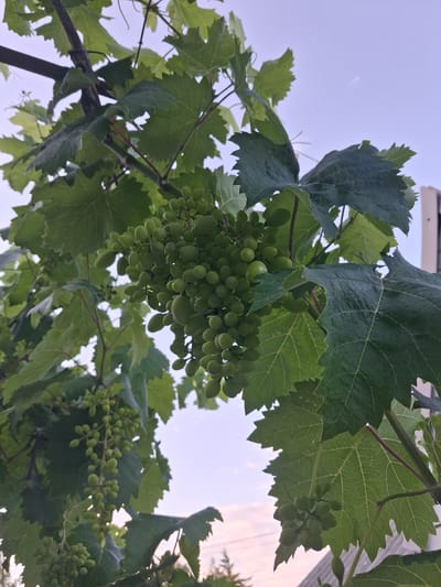 A close-up, eye-level, outdoor shot shows unripe green grapes hanging from a vine against a pale blue sky. The grapes are clustered tightly on thin stems, with some clusters appearing more developed than others. Lush green leaves, with serrated edges and visible veins, surround the grape clusters. A thick, dark brown vine stem runs diagonally across the frame from the upper left. The background features a faint hint of a building on the right and the tops of trees and a roofline at the bottom. The overall impression is of a vineyard or garden in Machukhy, Ukraine.