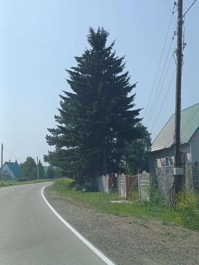The image depicts a rural scene on a clear day, likely in the city of Targai, Russia. A paved road with a white line marking curves to the left. On the right side of the road, a large, dark green fir tree stands prominently, casting a shadow. Adjacent to the tree is a house with a green roof and light-colored siding. A stone fence runs in front of the house, and a wooden utility pole with wires is situated next to it. The area is bordered by green grass and scattered yellow wildflowers. In the distance, on the left side of the road, another house with a green roof is visible, along with other trees and foliage. There are no people or animals visible in the image.