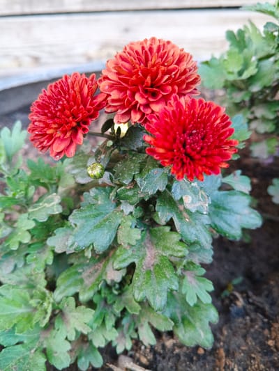 A close-up, eye-level shot focuses on three vibrant red chrysanthemums in bloom, clustered together on a plant with dark green, serrated leaves. One bud, tightly closed and green with hints of red, is visible among the foliage. The background consists of blurry, light-colored wooden planks, suggesting a fence or wall. The ground beneath the plant appears to be dark soil. The image is well-lit, highlighting the intricate details of the flower petals and leaves. There are no people or animals present, nor any discernible actions or interactions. The scene is static, a still life of flowers in a natural setting. No specific urban context is evident; however, if this image were to be associated with Ust-Ordynsky, Russia, it would depict a common floral display found in gardens or public spaces within the city.