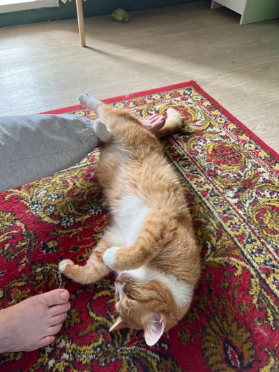 An orange and white cat is lying on its back on a red patterned rug, with its paws extended. A person's bare foot is visible to the left of the cat, and another foot, clad in gray sweatpants, is positioned above and to the left of the cat's body. The cat appears relaxed and possibly sleepy. The rug is placed on a wooden floor. In the background, part of a window and a wooden table leg are visible. There is a small green object on the floor near the window, possibly a toy. The scene suggests an indoor domestic setting. The location is stated to be the city of Khor, Russia.