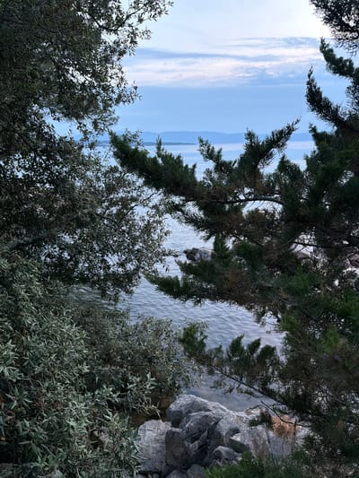 A serene natural scene unfolds, featuring the tranquil waters of the Adriatic Sea framed by lush, green foliage. The foreground is dominated by the dense branches of two distinct types of trees: one with broad, dark leaves, and another with needle-like, evergreen foliage. Interspersed between the trees are large, grey rocks, some partially submerged in the water. The sea, a calm expanse of muted blue, stretches towards the horizon where a distant, hazy coastline is visible under a soft, overcast sky with streaks of pale cloud. The overall impression is one of natural beauty and peaceful solitude, suggestive of a coastal landscape in the vicinity of Sveti Vid-Miholjice, Croatia. There are no people or discernible man-made structures in the image.
