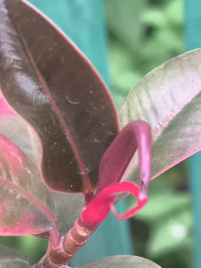 The image is a close-up shot of a new leaf unfurling from a plant. The leaf is a vibrant pink and purple, with darker reddish-brown mature leaves surrounding it. The plant appears to be a rubber plant. The background is a blurred teal and light green. The image was taken in the city of Dobrogea Veche, Moldova.