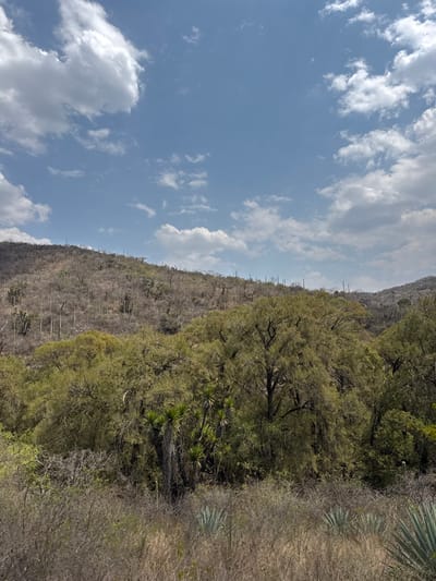This is a daylight landscape photograph depicting a natural environment in the city of San Miguel Atlapulco, Mexico. The upper portion of the image displays a clear blue sky with scattered white cumulus clouds. Below the sky, the scene is dominated by two distinct hills covered in varied vegetation. The background hill, situated on the upper left and center, exhibits a drier, brownish landscape dotted with numerous tall, slender, columnar cacti and what appear to be leafless or sparsely leafed deciduous trees. In contrast, the midground and lower right feature a dense canopy of mature trees with lush green foliage. The immediate foreground consists of dry, light brown grasses and scrub, among which several spiky, blue-green agave plants are visible. Clusters of yucca plants, characterized by their rosette leaf formations and multiple stems, are interspersed within the greener tree cover. No human subjects, animals, or man-made objects are present in the scene.