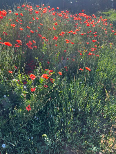 This is a vertical, high-angle outdoor shot of a field of vibrant red poppies interspersed with tall green grass. The poppies are the dominant subject, creating a striking visual contrast against the lush greenery. Some of the poppies are in full bloom, while others are still developing buds, suggesting a progression of the flowering season. Interspersed among the poppies are a few small white flowers, adding another layer of color to the scene. The grass is tall and appears slightly wind-blown, with some stalks of dried grass or seed heads visible. The sunlight casts long shadows, indicating that it is likely early morning or late afternoon. The overall impression is one of natural beauty and tranquility. The location is Berdychiv, Ukraine. There is no visible text in the image.