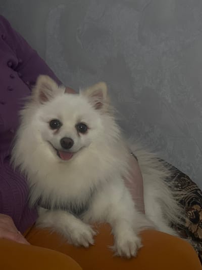 A white, long-haired Pomeranian-type dog occupies the central frame, positioned on a person's lap or arm. The dog faces forward with a slight smile, its mouth open, and a pink tongue slightly extended. It has dark eyes, a dark nose, and upright ears with light brown tips. A dark-colored harness or collar is visible on its chest. The individual holding the dog is partially visible, wearing a purple, textured garment on the left and orange fabric (likely pants or a blanket) below the dog. A light-skinned hand or arm is visible supporting the dog's right side. The background features a light grey wall with a subtle, swirled pattern. To the right, a dark patterned fabric, possibly upholstery, is visible behind the dog. The scene is an indoor setting. The specific location within the city of Пугачёво, Russia, cannot be determined from the visual evidence.