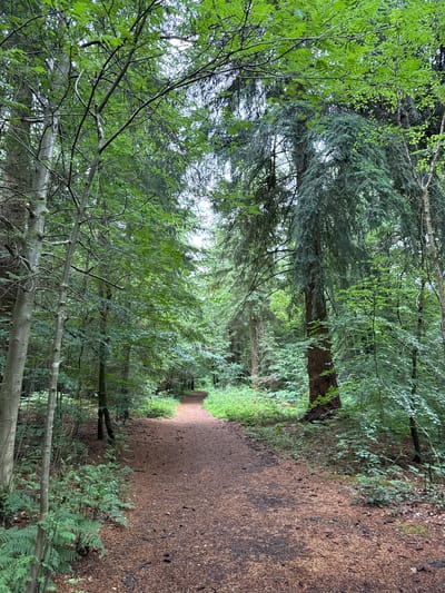 The image captures a tranquil woodland scene, centered on a narrow, unpaved path that recedes into the distance. The path itself is covered in a uniform layer of reddish-brown organic material, likely composed of fallen pine needles, leaves, and possibly wood chips, suggesting a forest floor.

On either side of the path, dense vegetation and numerous trees create a lush, green environment. The foliage displays a mix of tree types: lighter green deciduous trees with vibrant leaves and slender trunks are visible, particularly in the foreground and on the left. These are interspersed with and shadowed by darker green coniferous trees, characterized by their dense, needle-like foliage, which contribute to the deep, layered canopy. A significant detail in the mid-ground on the left is a fallen tree trunk, its bare branches extending towards the path, indicating the natural cycles within the forest.

The lighting suggests it is daytime, with soft, diffused light filtering through the overhead canopy, creating a gentle illumination on the path deeper within the woods. There are no harsh shadows, implying either an overcast sky or very dense tree cover. The overall impression is one of peaceful solitude and natural beauty. No people, animals, or visible text are present in the scene. The setting aligns with typical woodland environments found in locations such as Penn, United Kingdom.