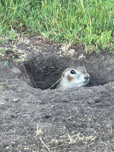 A ground squirrel peeks out of its burrow, its head and shoulders visible. The burrow is dug into dark soil, surrounded by dry grass and green vegetation. The ground squirrel has light brown fur with darker markings around its eyes and a small dark nose. Its eyes are dark and appear to be looking to the right of the frame. The surrounding environment is natural and appears to be outdoors, possibly in a rural or park-like setting within the city of Zelenyi Dol, Russia.