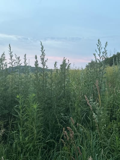 This image depicts a natural scene in the city of Pavliv, Ukraine, likely during twilight. The foreground is dominated by tall, lush green vegetation, including various grasses and wildflowers. The plants are dense and create a natural barrier, obscuring any distant views of the ground level.
In the mid-ground, more vegetation continues, with some plants appearing taller and more slender, reaching towards the sky. A few slender, lighter-colored seed stalks are visible among the greenery, adding texture and variation to the plant life.
In the background, a line of dark green trees forms a dense forest. Above the treeline, a faint silhouette of a transmission tower can be seen against the sky. The sky itself is a pale, hazy blue with streaks of pale pink and scattered wispy clouds, indicative of the soft light of dusk or dawn.
There are no people or animals visible in this image, and no actions or interactions are taking place. The environment is a natural, overgrown landscape.