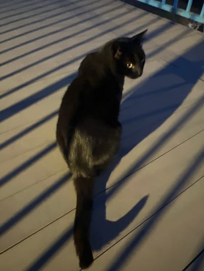 A black cat is lying on a surface of light-colored planks or boards. The planks are oriented diagonally from the bottom left to the upper right of the frame. Strong directional lighting casts dark, elongated shadows across the planks. The cat is facing towards the upper left corner of the frame, with its tail extending towards the bottom right. The exact location in the city of Puerto Rico, Spain, is not identifiable from the image.