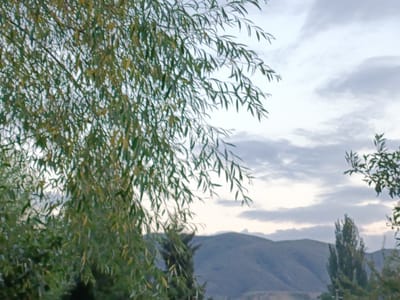 The image depicts a natural landscape scene with a focus on foliage against a cloudy sky and distant mountains. In the foreground, lush green leaves and branches of a tree, likely a willow due to its weeping branches, dominate the left side of the frame. The leaves are slender and elongated, some showing hints of yellow, suggesting it might be autumn or early fall. The sky above is overcast with soft, diffused light filtering through a layer of gray and white clouds.
Beyond the foliage, a range of low, undulating mountains forms the background. Their slopes are covered in muted tones of green and brown, indicating sparse vegetation or dry terrain. A few tall, slender trees with dark green foliage are visible in the middle ground, standing out against the softer textures of the mountainside.
The scene appears serene and peaceful, typical of a rural or natural setting outside of a densely populated urban area. Given the context of Kyzyl-Suu, Kyrgyzstan, the image captures the natural beauty of the region, characterized by its mountainous terrain and relatively sparse tree cover in certain areas. The overall impression is one of a tranquil, natural environment.
