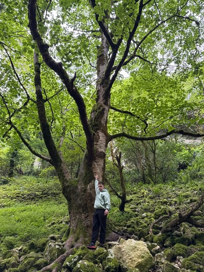 A medium shot depicts a person lying on a large, moss-covered tree trunk in a forest. The person wears a light green sweatshirt, dark pants, and red-and-black shoes. They lie with their head toward the right and legs toward the left, with one arm extended along the trunk. The tree is covered in green moss and has large, gnarled branches extending upwards, covered in green leaves. The background shows a wall of rock covered in moss and vegetation, as well as other trees and foliage. The location is Tsabal, Abkhazia.