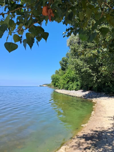 The image depicts a serene natural scene of a lake with a sandy and rocky shoreline. The water is a clear blue, with gentle ripples, and a patch of green algae near the shore. The shore is lined with small rocks and sand, with lush green trees and foliage forming a dense backdrop. The sky is a clear, bright blue. In the distance, a gentle rise of land covered in vegetation is visible along the shoreline. The overall impression is one of a tranquil natural landscape. This location is in the vicinity of Maksymivka, Ukraine.