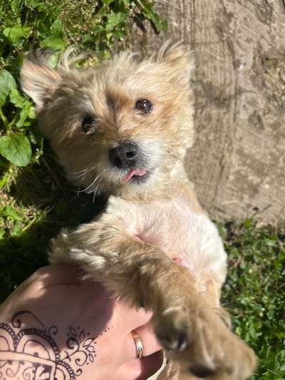 The image shows a light-colored dog lying on its back in grass, with its paws in the air. A human hand, adorned with a henna tattoo and a ring, is holding one of the dog's front paws. The dog's tongue is sticking out. The background consists of grass and a textured surface that appears to be wood or concrete. There is no identifiable information in the image that would indicate a specific location within the city of Аряж, Russia.