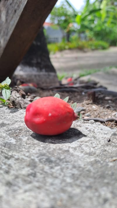 A single, ripe strawberry rests on a textured concrete surface, its vibrant red skin slightly mottled with a few lighter spots. Delicate green leaves, likely remnants of its stem, sprout from its top. The strawberry is positioned in the foreground, with its shadow cast to the right. Behind it, the ground is a mix of dirt and small stones, with visible tree roots and a patch of small green weeds to the left. A large, dark, weathered wooden object, possibly part of a structure or furniture, dominates the left side of the frame, its texture rough and aged. In the blurred background, lush green foliage suggests a tropical environment, with hints of a building and a bright sky. The overall scene is likely captured outdoors in a natural setting, potentially a yard or garden area in Lhokaweawe, Indonesia, where such elements are common.