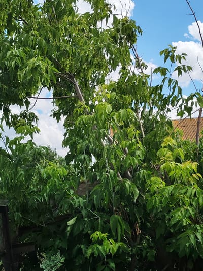 The image shows a tree with green leaves against a blue sky with some white clouds. A portion of a tiled roof of a building is visible on the right side of the image. The tree branches are thick and numerous, with many leaves obscuring the sky. In the foreground, a dark wooden fence or gate is partially visible on the left. The scene appears to be outdoors, likely in a residential area, given the presence of the building roof. The image quality is good, with clear details of the foliage and sky. The location is identified as Rassvet, Russia. There are no people or animals present in the image. The overall impression is that of a natural scene on a bright day.