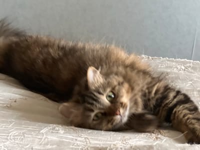 A long-haired, brown tabby cat with green eyes is lying stretched out on a textured, light-colored surface. The cat's body is oriented horizontally across the frame, with its head turned to face the camera. Its paws are extended forward and backward. The background is a blurred gray wall. The scene appears to be indoors, possibly on a bed or couch. There is no discernible information to determine the location in Asipovichy, Belarus.