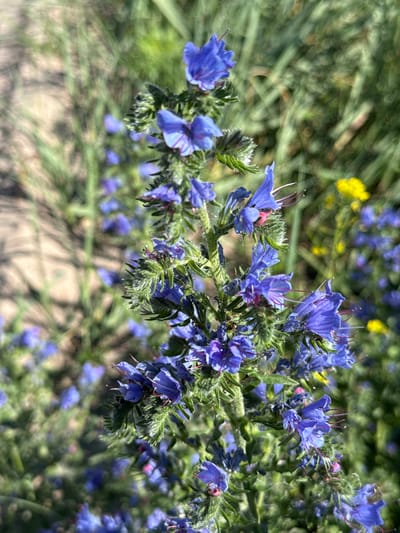 A close-up, vertical, full-frame shot captures a flowering plant with numerous small, trumpet-shaped, vivid blue blossoms. The flowers are clustered along a fuzzy green stem, with some individual flowers displaying bright pink or magenta centers and protruding stamens. The background consists of a soft focus of green foliage and blurred brown and sandy ground, suggesting an outdoor, natural setting. In the mid-ground and background, out-of-focus yellow flowers are visible. The lighting indicates a bright, sunny day. The image is located in Korobivka, Ukraine.