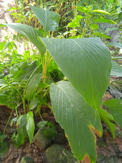 The image depicts a cluster of large, vibrant green leaves belonging to a tropical plant, possibly ginger or turmeric, growing in an outdoor environment. The leaves are broad, with prominent parallel veins running the length of each leaf. Some leaves show signs of slight damage, with browning at the edges. The plant is situated in what appears to be a garden or natural setting, with a background of other foliage, trees, and a hint of a body of water, suggesting a humid, possibly jungle-like atmosphere. The ground is covered with rocks and soil, typical of a natural landscape. Sunlight filters through the leaves, creating highlights and shadows. The scene is peaceful and natural, evoking the lush vegetation of a tropical region. The location is identified as Bora, Indonesia, a place known for its tropical climate and abundant plant life. There are no people or animals visible in the image.