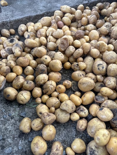 A pile of harvested potatoes lies on a concrete surface in Mlekarevo, Bulgaria. The potatoes are of varying sizes and shapes, with some showing remnants of soil. The concrete appears to be a pathway or ground surface, with a raised curb or edge visible in the upper left corner. The lighting suggests an outdoor setting, possibly during daylight hours. No people are present in the image.