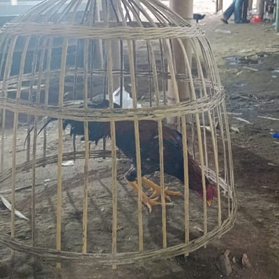 The image shows a brown and black rooster enclosed in a bamboo cage in a location within the city of Kalisat, Indonesia (latitude: -8.103, longitude: 113.799). The cage is constructed of woven bamboo strips and is a round, dome shape. The rooster is facing towards the left side of the image and its head is lowered. The rooster's legs are visible and appear to be yellow. The floor of the cage is made of dirt and the surrounding environment is also a dirt yard. The rooster appears to be in a passive state and does not appear to be interacting with anything or anyone. The photo is taken from a low angle, providing an almost eye-level view of the rooster.