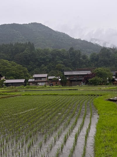 The image captures a rural landscape in Shirakawa, Japan, under an overcast sky, with visible rain. The foreground is dominated by a flooded rice paddy, where young, vibrant green rice plants are arranged in numerous parallel rows extending from the bottom towards the mid-left. The water surface in the paddy shows ripples, indicating falling raindrops. To the immediate right of the paddy, a strip of brighter green grass is visible.

In the midground, a collection of traditional Japanese houses is situated against a backdrop of dense forest. From left to right: a dark wooden structure with a corrugated metal roof; a two-story wooden house with visible windows and a dark roof, with a dark vehicle partially parked nearby; a larger two-story wooden house featuring a dark-tiled roof, part of which appears to incorporate solar panels, and a prominent red-leaved tree beside it; and finally, a glimpse of another traditional dark wooden house with a visible thatched or layered roof structure on the far right. Lush green trees and bushes are interspersed among the houses.

The background consists of densely forested mountains, their peaks partially obscured by thick, low-hanging gray clouds or mist, which merge with the uniformly gray, overcast sky. No human figures are present in the scene.
