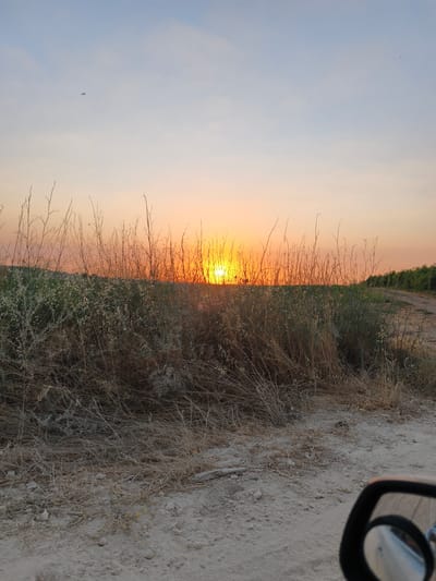 The image depicts an outdoor rural scene at either sunrise or sunset in Shaalvim, Israel. The sky transitions from a pale blue at the zenith to a vibrant orange and peach near the horizon, where the sun is partially visible as a bright orange orb, obscured by a dense band of dry, tall, and sparse vegetation, including grasses and some green plants. A dirt or gravel path occupies the lower portion of the image, showing light-colored soil, small rocks, and patches of dry, brown vegetation. In the bottom right corner, a portion of a car's side mirror is visible, reflecting a muted image. A small, dark, indistinct object, possibly an insect or bird, is present in the upper left section of the sky. To the right of the scene, another dirt path or road curves into the distance, bordered by green foliage. No human subjects are present.