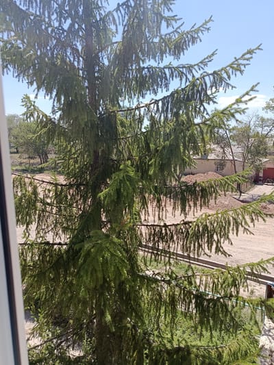 The image shows a view through the branches of a large coniferous tree, likely a spruce, looking out onto a residential area in Baetov, Kyrgyzstan. The tree occupies the foreground and mid-ground of the image, with its dense green foliage obscuring much of the background. Beyond the tree, a dirt road runs horizontally across the scene, bordered by patches of green grass and vegetation. In the distance, several single-story buildings with tiled roofs are visible, suggesting a rural or semi-urban setting. One building appears to be under construction or renovation, with a large pile of dirt in front of it. A red wooden structure, possibly a shed or garage, is also present on the right side of the frame. The sky is a clear blue with a few scattered white clouds. The overall impression is a sunlit day in a peaceful, yet somewhat undeveloped, rural environment.