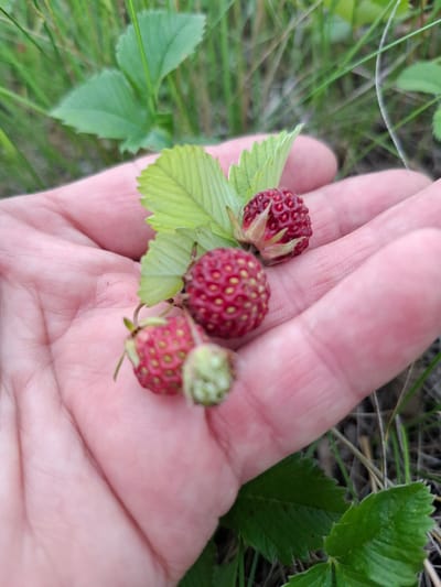 The image shows a person's open palm holding four wild strawberries. Three of the strawberries are ripe and red, while one is green and unripe. The strawberries are small and have visible seeds on their surface. They are accompanied by a few green leaves. The palm appears to be lightly pink and shows some texture from the skin. The background is blurred and consists of green grass and some dry vegetation, suggesting an outdoor setting in a natural environment, possibly in or near the city of Таптыково, Russia.