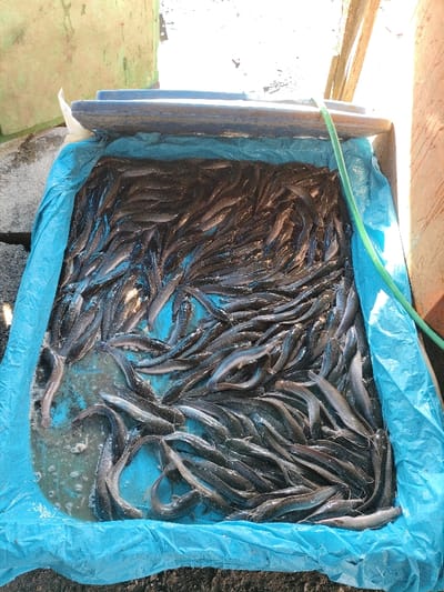 The image depicts a rectangular container, situated outdoors in Tuha Gp Gajah, Indonesia, filled with a dense aggregation of live, dark-colored catfish. The container is lined with a bright blue plastic tarp, which holds a shallow quantity of water where the fish are actively moving and overlapping. A green hose is visible entering the frame from the upper right, extending towards the container. In the background, a faded green object is partially visible on the upper left, while a dark blue flat object rests on the container's edge. A brownish-orange vertical surface is present along the right side of the frame. The scene is illuminated by bright natural light, casting distinct shadows. No individuals are visible.
