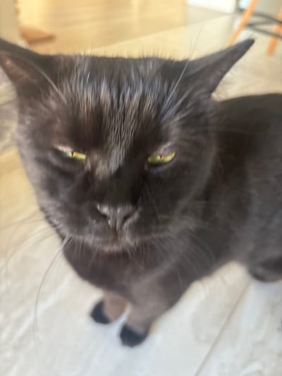 This is a close-up, slightly blurry, eye-level shot of a black cat. The cat's head fills most of the frame, with its yellow-green eyes looking slightly to the left of the camera. Its fur appears dark and short, with some white whiskers visible. The background is out of focus, showing a light-colored surface that could be a floor or furniture, and a hint of a wooden surface and furniture legs in the upper right corner. There is no indication of the city of Dubovoye, Russia, or any other specific location.