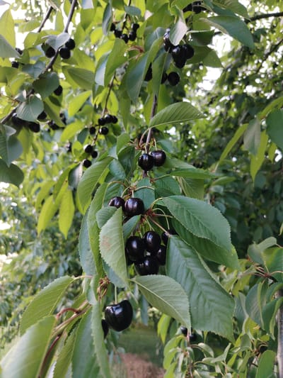 The image is a close-up, vertical shot of a cherry tree branch laden with dark, ripe cherries and lush green leaves. The cherries are glossy and round, clustered together on thin stems. Sunlight filters through the leaves, creating dappled light and highlights on the fruit. The background is softly blurred, showing more foliage and the suggestion of other trees, indicating an outdoor setting, likely a garden or orchard. There are no people or man-made objects visible in the image, and no specific architectural features are apparent to pinpoint the location within Achern, Germany. The focus is entirely on the natural beauty of the fruit and foliage.