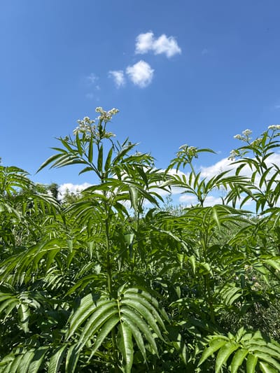 This is an outdoor, eye-level, vertical, close-up shot of tall, leafy green plants with white flower clusters at the tops, set against a bright blue sky with scattered white clouds. The plants are in focus and occupy the majority of the frame, with their serrated leaves creating a dense canopy. The lighting suggests it is daytime and sunny, with some shadows cast by the leaves. The background shows a slightly blurred green landscape, possibly a field or meadow. There is no indication of human presence or activity, nor specific landmarks that would identify the location within Zaboizkiy, Russia.