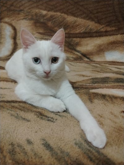 A white cat with heterochromia, one blue eye and one brown eye, is lying on a brown, textured blanket. The cat is facing the camera, with its body angled to the right. Its front paws are extended forward, and its hind legs are tucked underneath. The blanket has a pattern of darker brown stripes. The background is out of focus, but appears to be a continuation of the blanket. There is no information about the location in the city of Восточное, Russia.