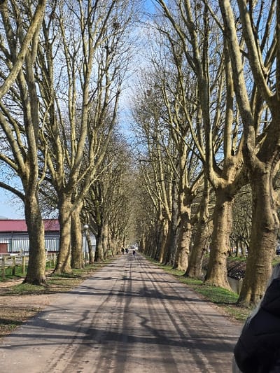 The image depicts a long, tree-lined avenue identified as the Herzogsdamm in Zweibrücken, Germany. The scene is illuminated by direct sunlight, casting prominent, elongated shadows of the trees across the path, indicating either morning or late afternoon. The sky overhead is predominantly clear blue with scattered white clouds.

The central feature is a wide, unpaved or lightly paved path, appearing in a light gray-brown tone, which extends deep into the perspective, bordered on both sides by mature deciduous trees. These trees, likely plane trees, are bare of foliage, characteristic of late winter or early spring. Numerous birds' nests are visible within their upper branches.

On the left side of the path, a grassy verge separates the trees from a low-slung building with a distinct red-tiled or sheet metal sloped roof and light-colored, possibly corrugated metal, siding. A wooden fence or railing runs in front of this building. Further down the path on the left, a single, round-topped street lamp is visible between tree trunks.

On the right side of the path, a narrow, dark-water canal or ditch runs parallel to the avenue, bordered by a grassy bank.

Approximately 5-7 indistinct human figures are visible walking in the distance along the path. In the immediate foreground, the partial shoulder and arm of an individual, wearing a dark puffer jacket, are visible in the lower right corner, indicating the perspective of the photographer.