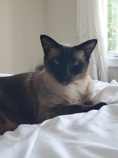 A close-up, slightly tilted, medium shot captures a Siamese cat nestled in white bedding. The cat's face is turned towards the camera, with striking blue eyes looking out. Its dark brown "points" are visible on its face and ears, contrasting with its lighter cream-colored body and neck fur. The cat appears to be relaxing or posing comfortably in the soft white fabric, which drapes around its body. The background includes a window with blurry green foliage visible outside, suggesting daylight and a possibly residential setting. The overall mood is serene and intimate, focusing on the cat's relaxed posture and distinctive features. There is no visible text in the image.