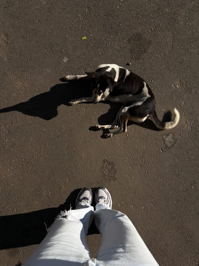 An overhead shot shows a dog with black and white markings lying on dark asphalt. The dog's shadow is prominent beside it. Nearby, a pair of legs clad in light blue jeans and wearing white sneakers are visible. The perspective is from above, looking down at the dog and the person standing next to it.
