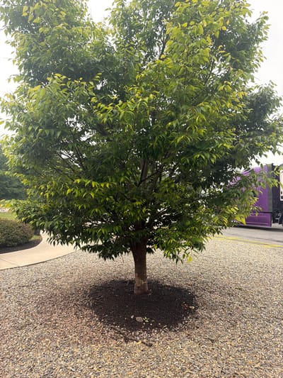 In Union, United States of America, a medium-sized deciduous tree stands in a landscaped area, its trunk centered in a circular bed of dark mulch. The tree is full of green leaves, some with a yellowish hue, indicating it is either late summer or early autumn. The ground around the tree and mulch bed is covered in light-colored gravel. To the left, a curved concrete path borders a dark green, low-lying shrub. In the background, to the right of the tree, a portion of a large purple truck is visible, parked next to a yellow-lined road. The sky above is overcast and bright.