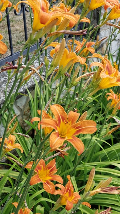This media file shows a close-up, eye-level view of a cluster of bright orange daylily flowers in bloom. The flowers are the primary subject, with their trumpet-shaped petals and prominent stamens. Some flowers are fully open, revealing their vibrant yellow centers, while others are still in bud or partially open. The background consists of lush green foliage and the textured surface of a stone wall. A black metal railing is visible in the lower left portion of the image. The lighting suggests it is daytime, with soft, natural light illuminating the flowers. The overall impression is one of natural beauty and a thriving garden. The location context provided is Vyšné Nemecké, Slovakia. There is no visible text in the image.