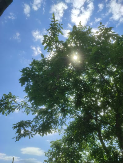 The image captures a view looking up through the leaves of a tree towards a bright blue sky dotted with white, fluffy clouds. The sun is visible, peeking through the foliage, casting a lens flare and bright rays of light. The leaves are a vibrant green, indicating it's likely daytime, perhaps late morning or early afternoon given the strong sunlight. The scene is serene and natural, suggesting an outdoor setting, possibly a park, garden, or natural landscape. There are no people or man-made objects clearly visible other than a dark, indistinct shape in the lower left corner that could be part of a building or structure. The overall mood is peaceful and optimistic, illuminated by the bright sunlight. No text is visible in the image. The location context is Nikopol, Ukraine, which aligns with a natural, outdoor setting typical of the region.