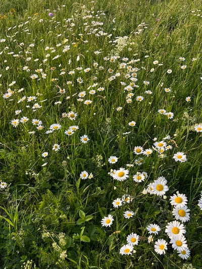 The image depicts a close-up view of a field of daisies and other wildflowers in lush green grass. The daisies are the primary subjects, with their white petals and yellow centers scattered throughout the frame. The grass is tall and appears to be in a natural, uncultivated state, suggesting an outdoor rural setting. In the background, there are hints of other wildflowers and greenery, creating a dense, verdant landscape.

The lighting suggests it is either early morning or late afternoon, as the sun casts a warm, soft glow on the flowers and grass, creating gentle shadows. The overall mood of the image is peaceful and natural, evoking a sense of tranquility and the beauty of the countryside. There are no people or visible man-made objects, emphasizing the natural environment. There is no visible text in the image.

The location context of Kutlu-Bukash, Russia, suggests a rural landscape typical of the region, likely during the warmer months when wildflowers bloom. The scene is one of a natural meadow in bloom, a common sight in many rural areas.