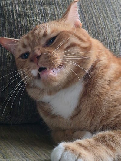 An orange tabby cat is lying on its back on a textured, green and brown fabric surface. The cat is facing the camera, with its eyes partially closed. Its mouth is slightly open, revealing its teeth and pink gums. The cat has long, white whiskers and prominent ear tufts. Patches of white fur are visible on its chest and paw. The lighting suggests it is daytime, but no specific time or weather conditions are discernible. The scene appears to be indoors, likely on a couch or chair, given the fabric. The cat's expression could be interpreted as relaxed or sleepy. There is no visible text in the image.