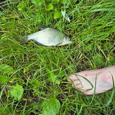 In Chmyrivka, Ukraine, a dead fish lies on the grass next to a bare human foot. The fish, silver-scaled and oriented left to right, is positioned in the upper left quadrant of the frame. The foot, pale with pinkish marks and sparse hair, is in the lower right, with toes pointing upwards. The environment consists of dense green grass and some broad-leaved plants, suggesting an outdoor, possibly rural setting. The lighting is natural, casting soft shadows.