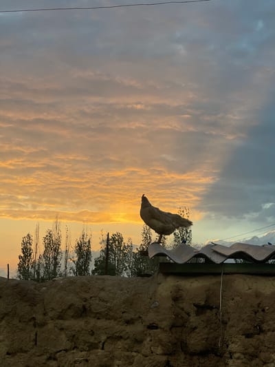 A chicken stands on a rough, textured surface, possibly a wall or elevated structure, with its body angled upwards as if looking towards the sky. The chicken is light-colored, with visible feathers. Behind the chicken, a cloudy sky dominates the scene, with hues of orange and yellow suggesting either sunrise or sunset. Wispy clouds are illuminated by the warm light.
Below the sky, a line of trees with dark green foliage can be seen. The trees are silhouetted against the brighter sky, indicating they are in the middle ground. To the right of the chicken and extending downwards is the rough, textured surface on which it stands. This surface appears earthy and uneven. Above and to the right, there is a white, wavy structure that could be part of a roof or shelter, with some visible metal supports. A thin wire runs horizontally across the image.
The time of day is either dawn or dusk due to the warm, golden light in the clouds. The weather appears to be partly cloudy. The setting suggests an outdoor rural or semi-rural environment, possibly a farm or a backyard in Kara-Oi, Kyrgyzstan. The overall mood conveyed is natural and serene, with the gentle light and the presence of the chicken and trees. There is no visible text in the image.